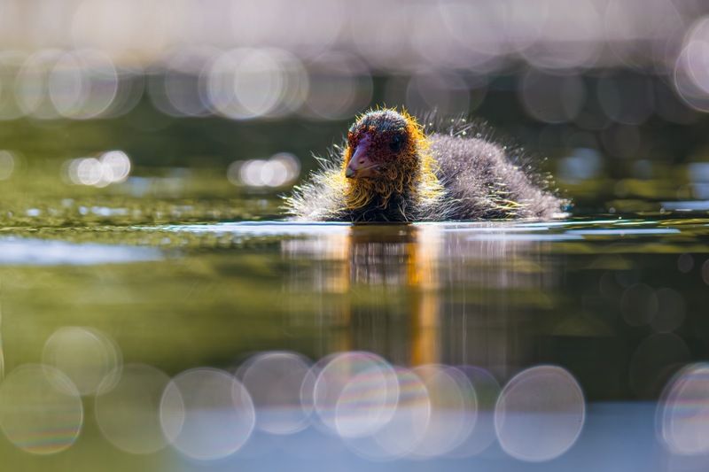 лысуха, птицы, птенцы Лысенок фото превью