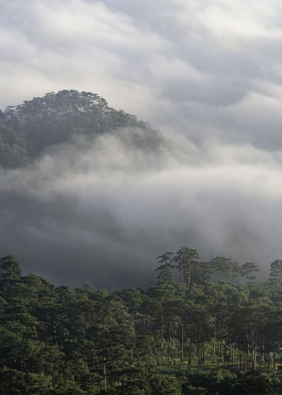 Clouds over pine hill in Dalat, Vietnam at dawn фото превью