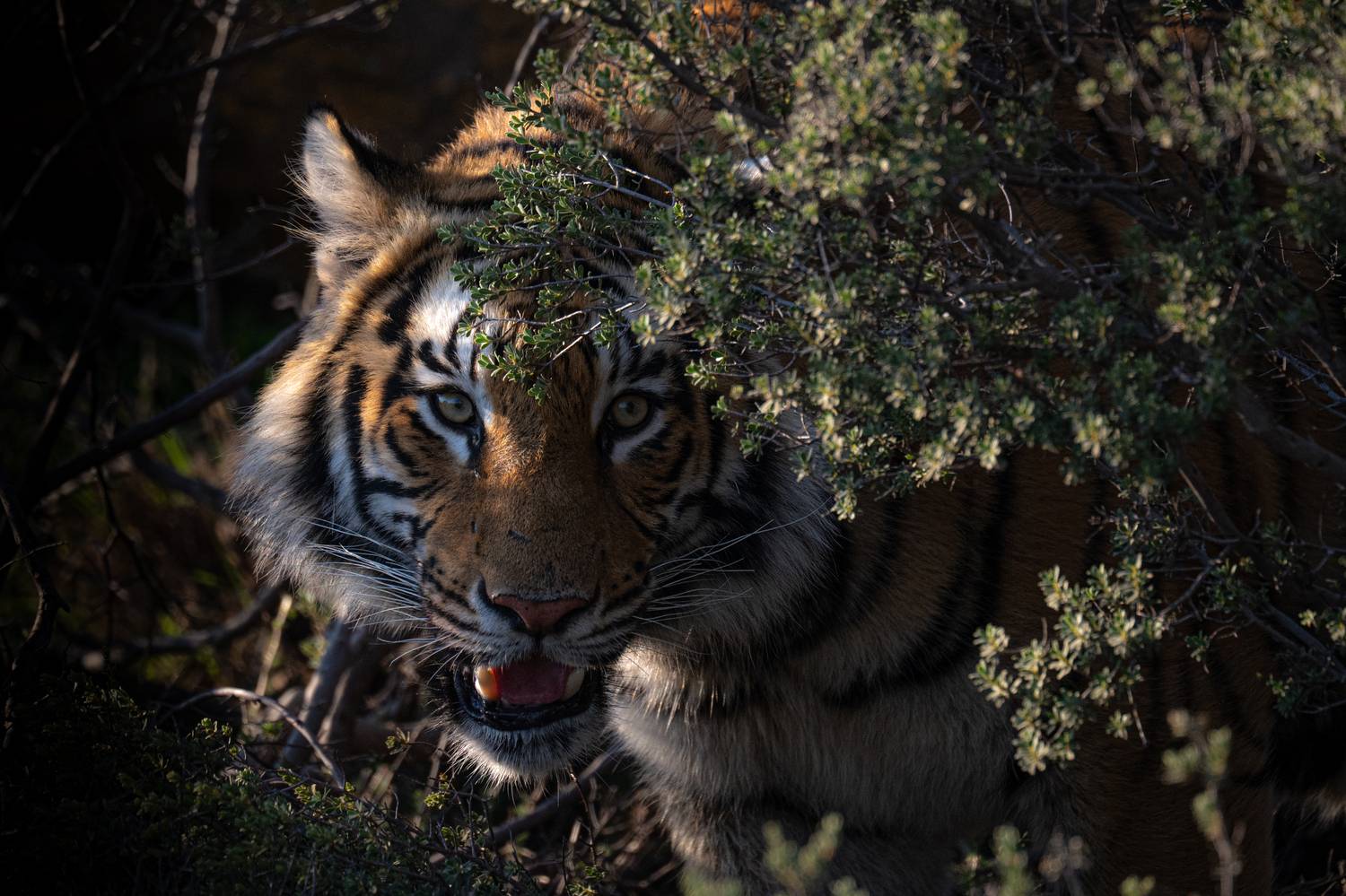 бенгальский тигр, Африка, ЮАР, Сулоев Алексей