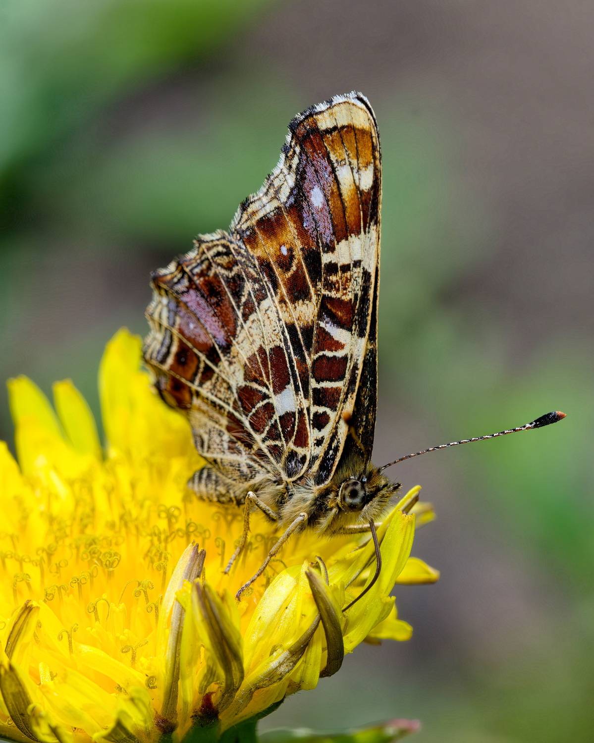 , Кузнецов Дмитрий