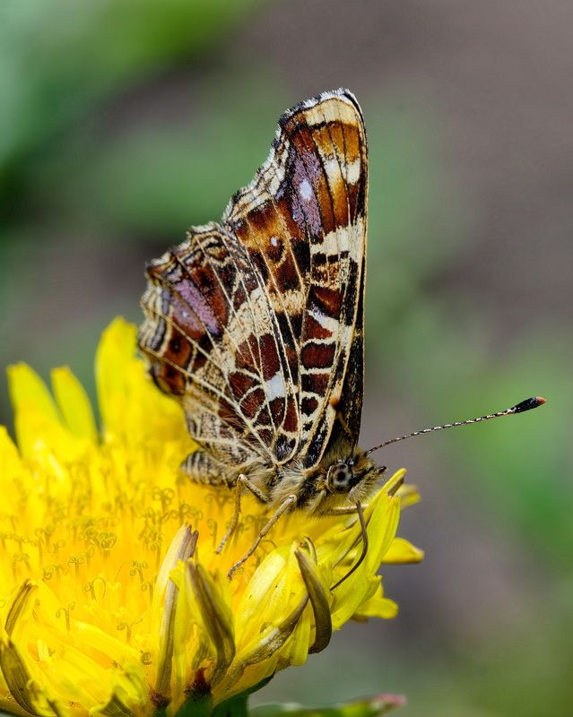Пестрокрыльница изменчивая фото превью