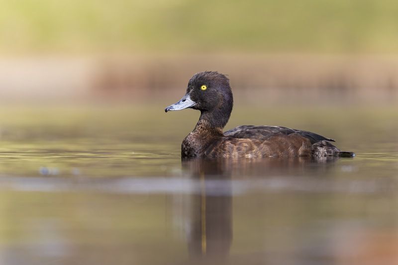 нырок, чернеть, хохлатая чернеть, птицы, утка Хохлатая чернеть фото превью