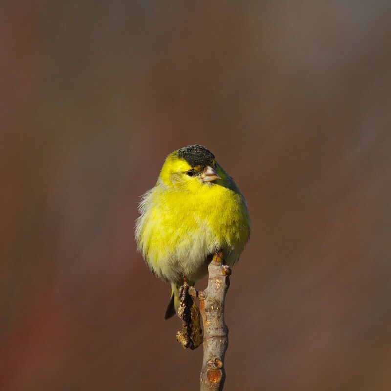 bird фото превью