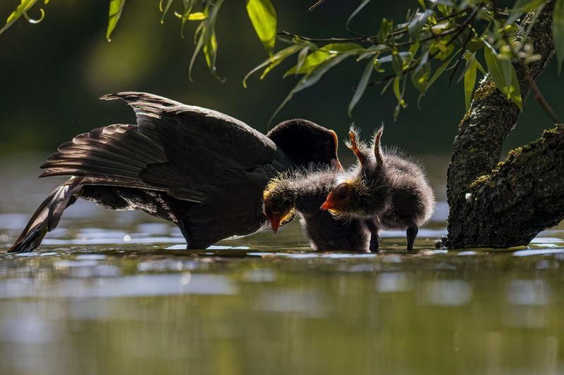 лысуха, птенец, лысенок, птицы Гимнастика для всей семьи фото превью
