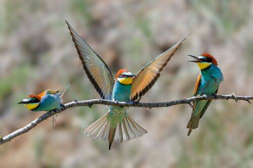 - Посторонись!