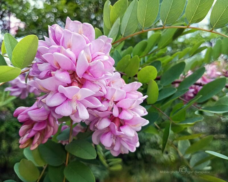 цветение, снято на телефон, робиния клейкая, природа, мобильное фото, мобильная фотография, мобилография, лжеакация клейкая, июнь 2025, белгородчина,  robinia viscosa, mobilography, infinix note 12_2023, infinix Робиния клейкая фото превью