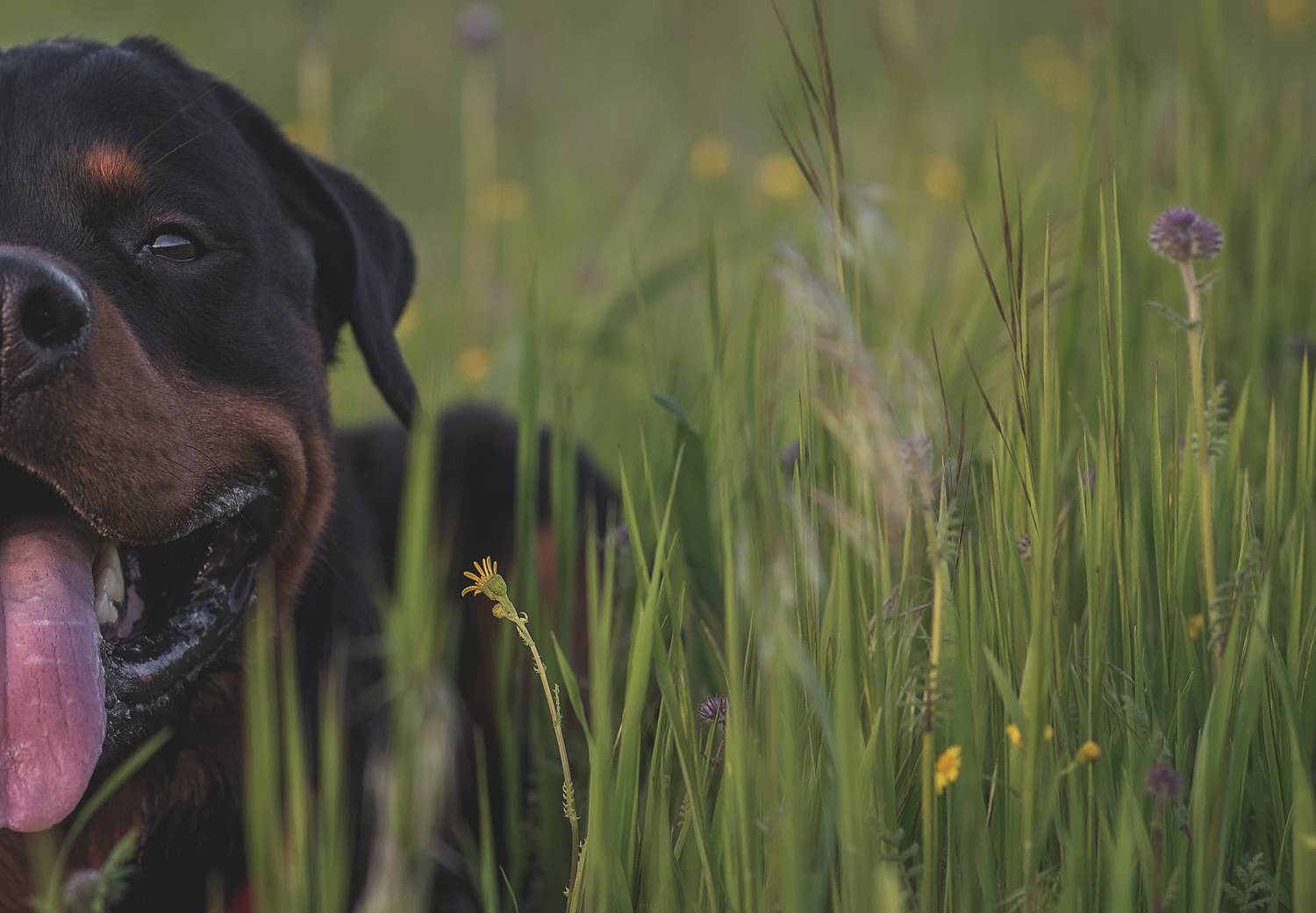 , Яна Кудлай