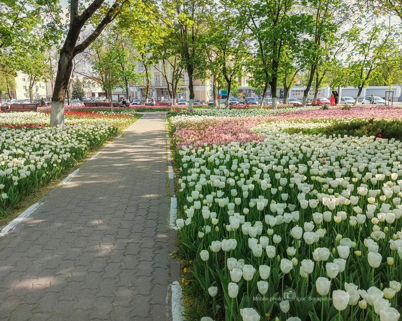 цветы, цветущий, цветущая весна, цветение, цвести, тюльпаны, сквер, клумба, городской пейзаж, гвесна в городе, апрель , белые тюльпаны, белгород, infinix note 12_2023, infinix Тюльпановый апрель фото превью