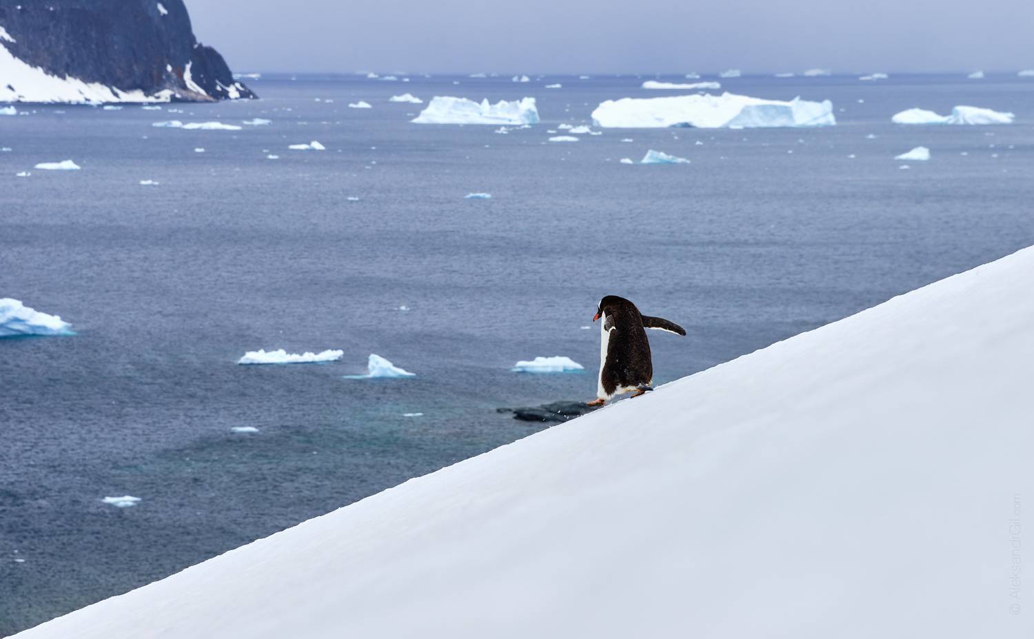 , Гиль Александр
