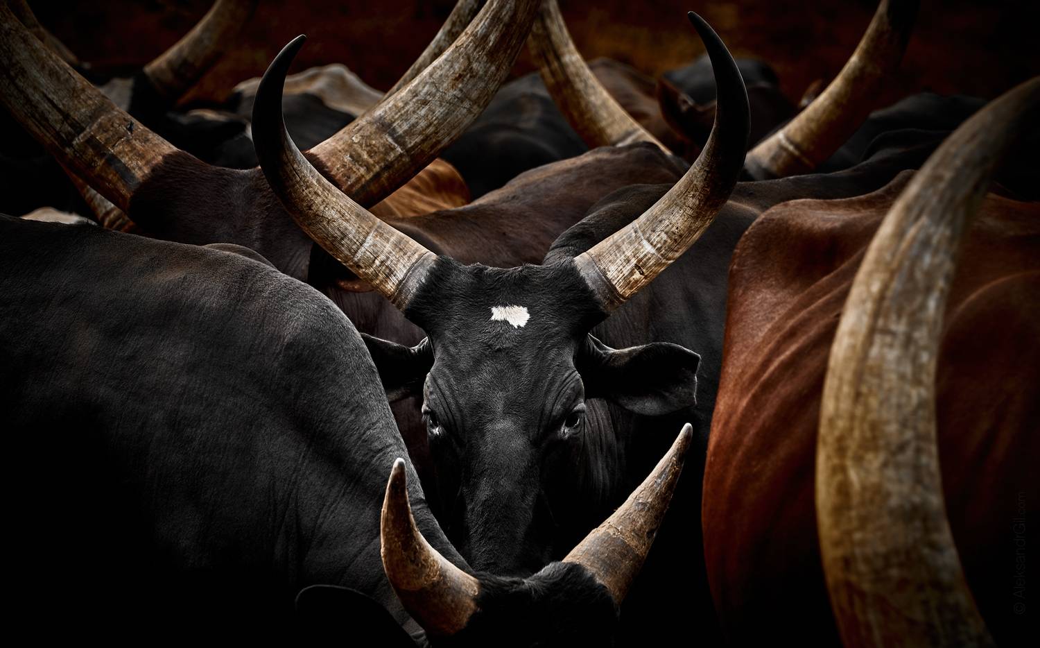 , Гиль Александр