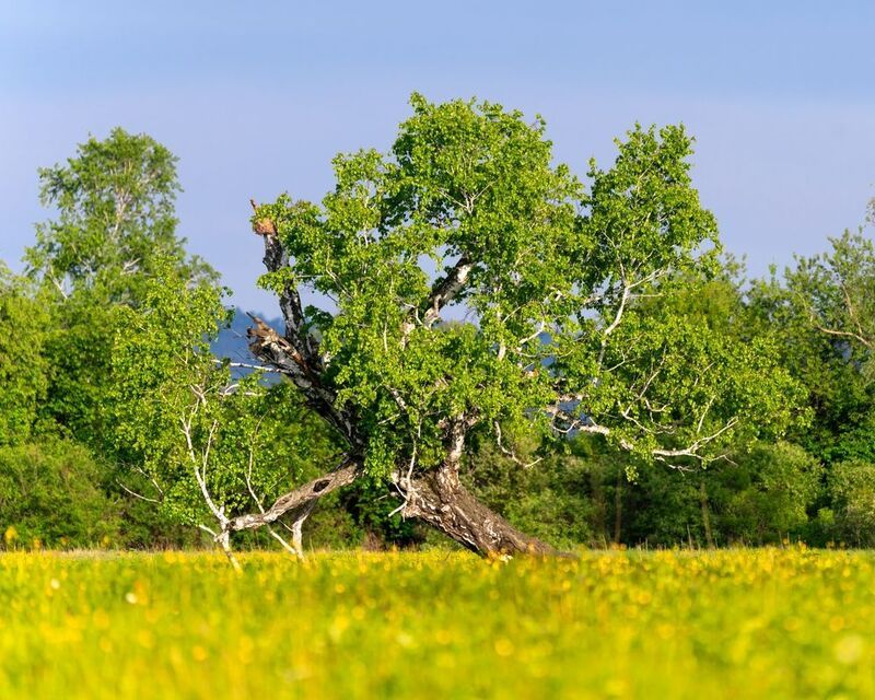 лето, береза, полевые цветы, сибирь Привет, лето! фото превью
