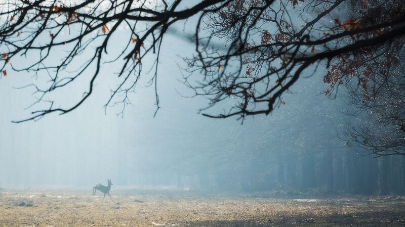 2015 фото превью