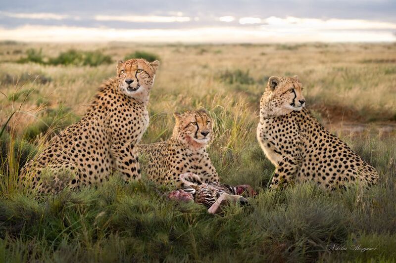 Смерть на рассвете фото превью