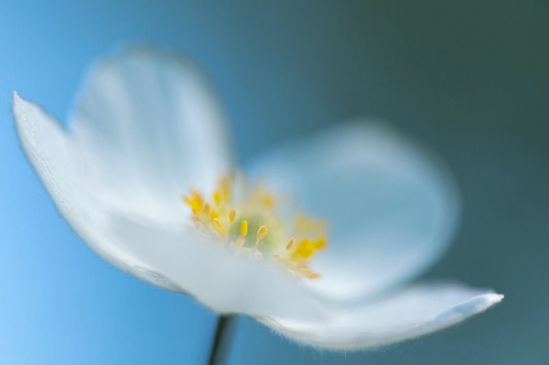 цветы, макро Летние цветы фото превью