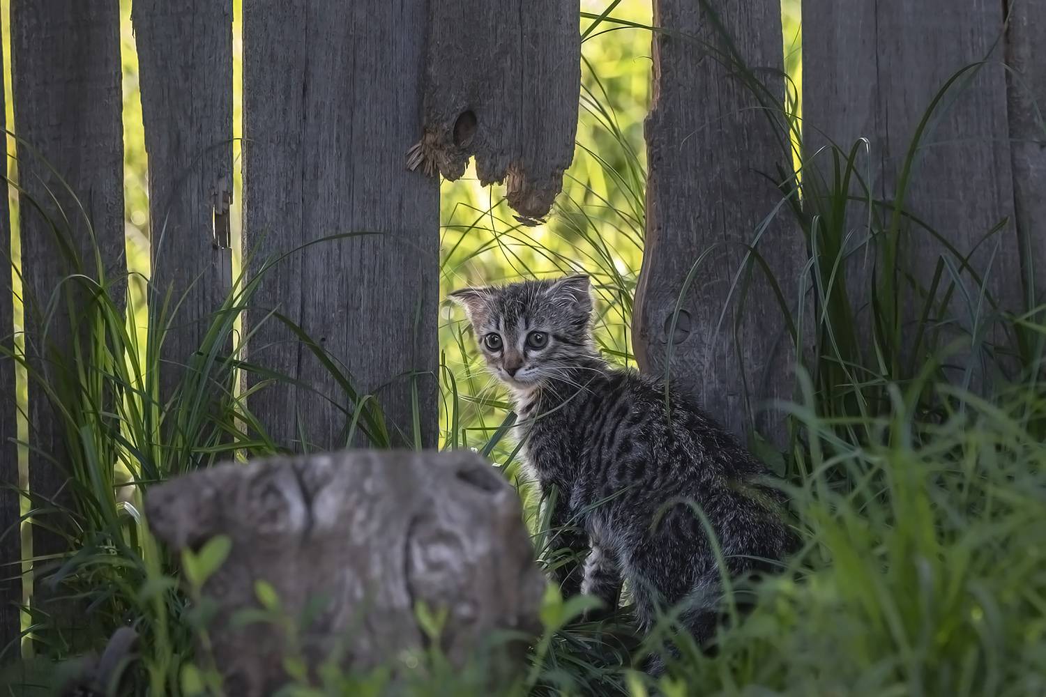 фотоохота, кот, котёнок, Медведева Светлана