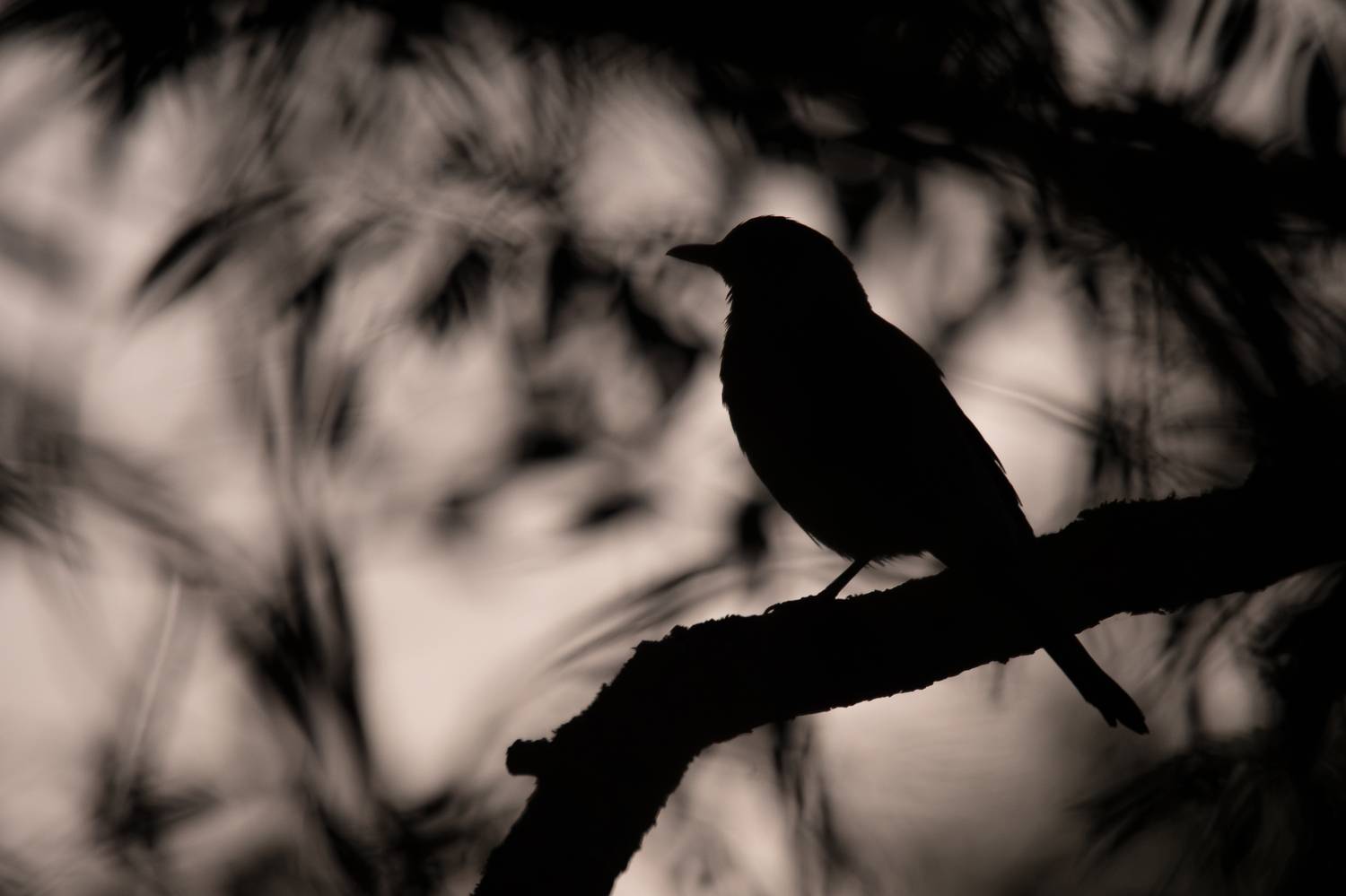 дрозд, рябинник, Соварцева Ксения