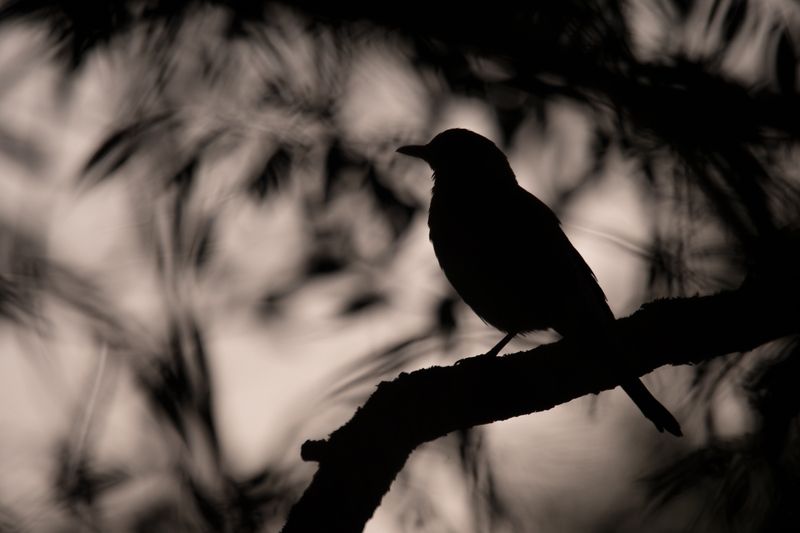 дрозд, рябинник Притаился фото превью