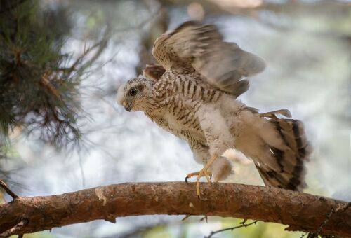 Ястребки. (3 ФОТО)