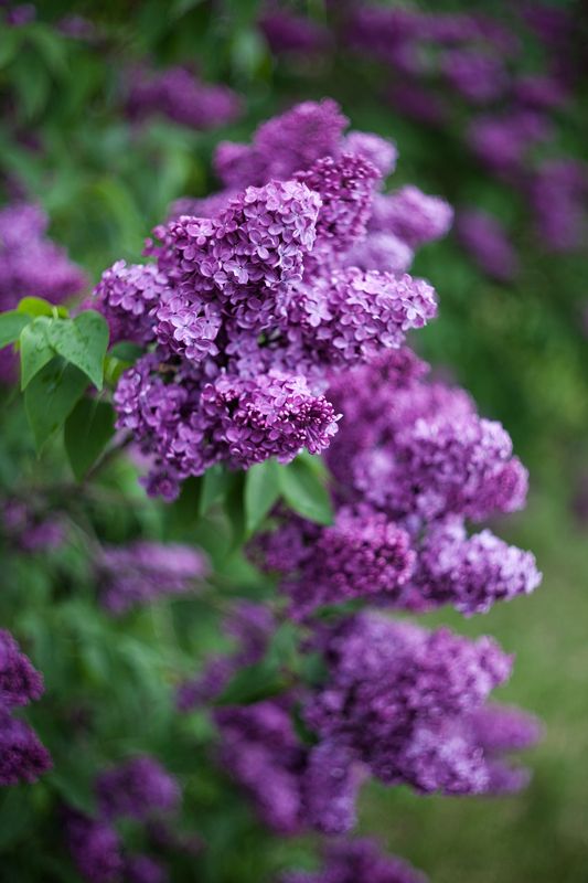 Сирень, красота, весна 2025,   Сирень фото превью