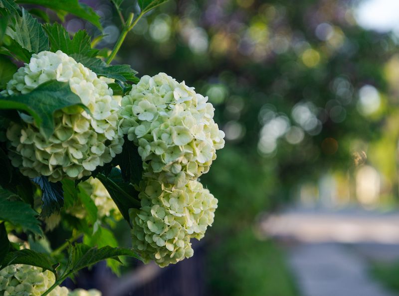 Утренние бокешки фото превью