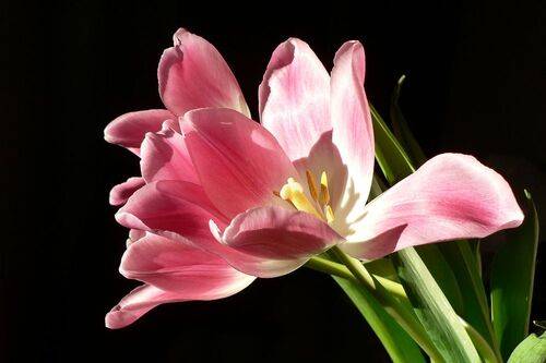 Тюльпаны