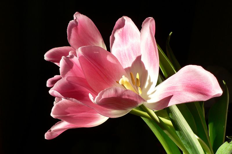 Тюльпаны фото превью