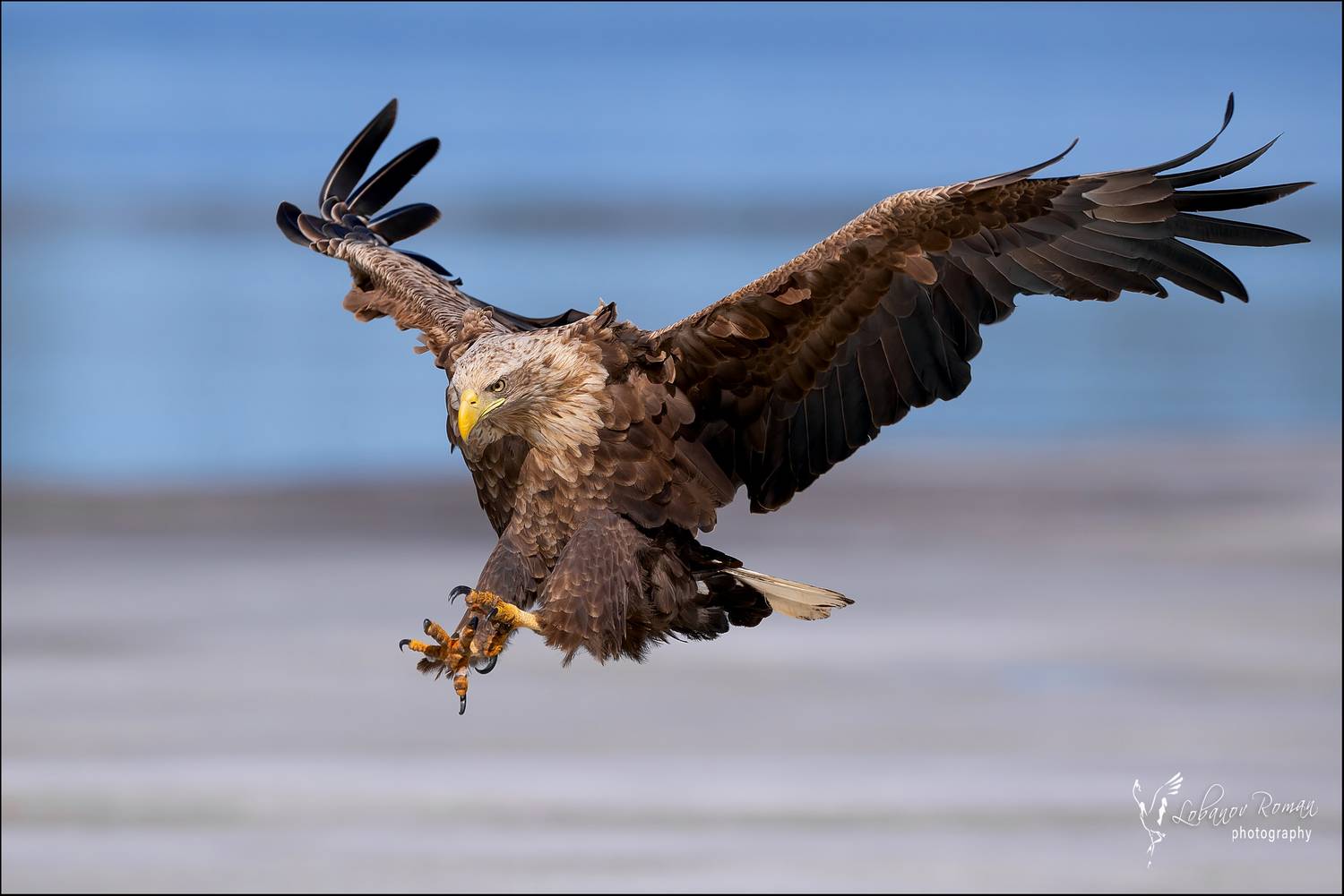 , Лобанов Роман