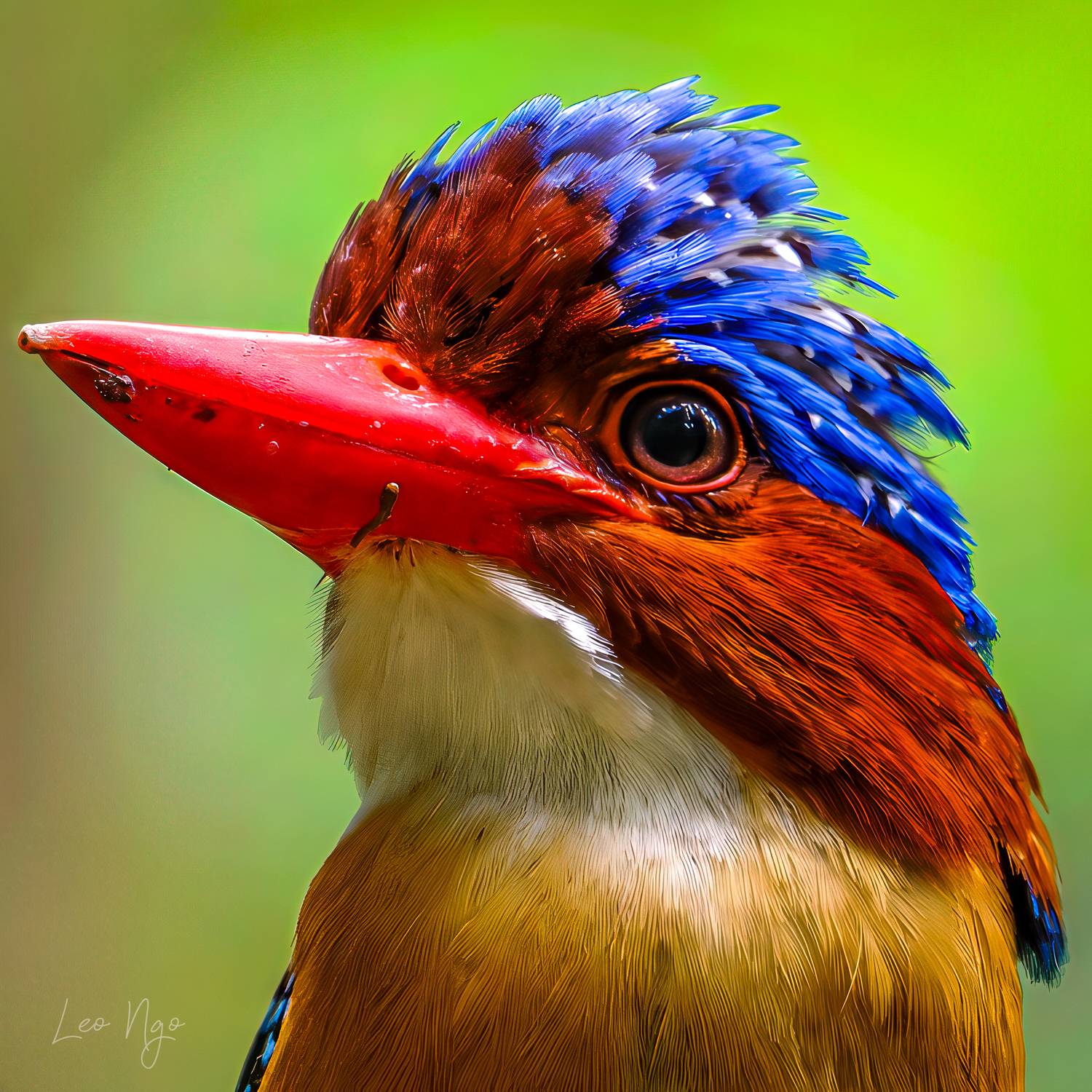 , Ngo Hoang Nguyen - Leo Ngo