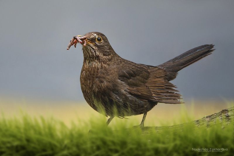 наблюдения за птицами, самка черного дрозда, черный дрозд, дрозд, птицы, портреты птиц, эмоции, весна, время птенцов, птицы на гнездах, весна2025 Яжемать фото превью