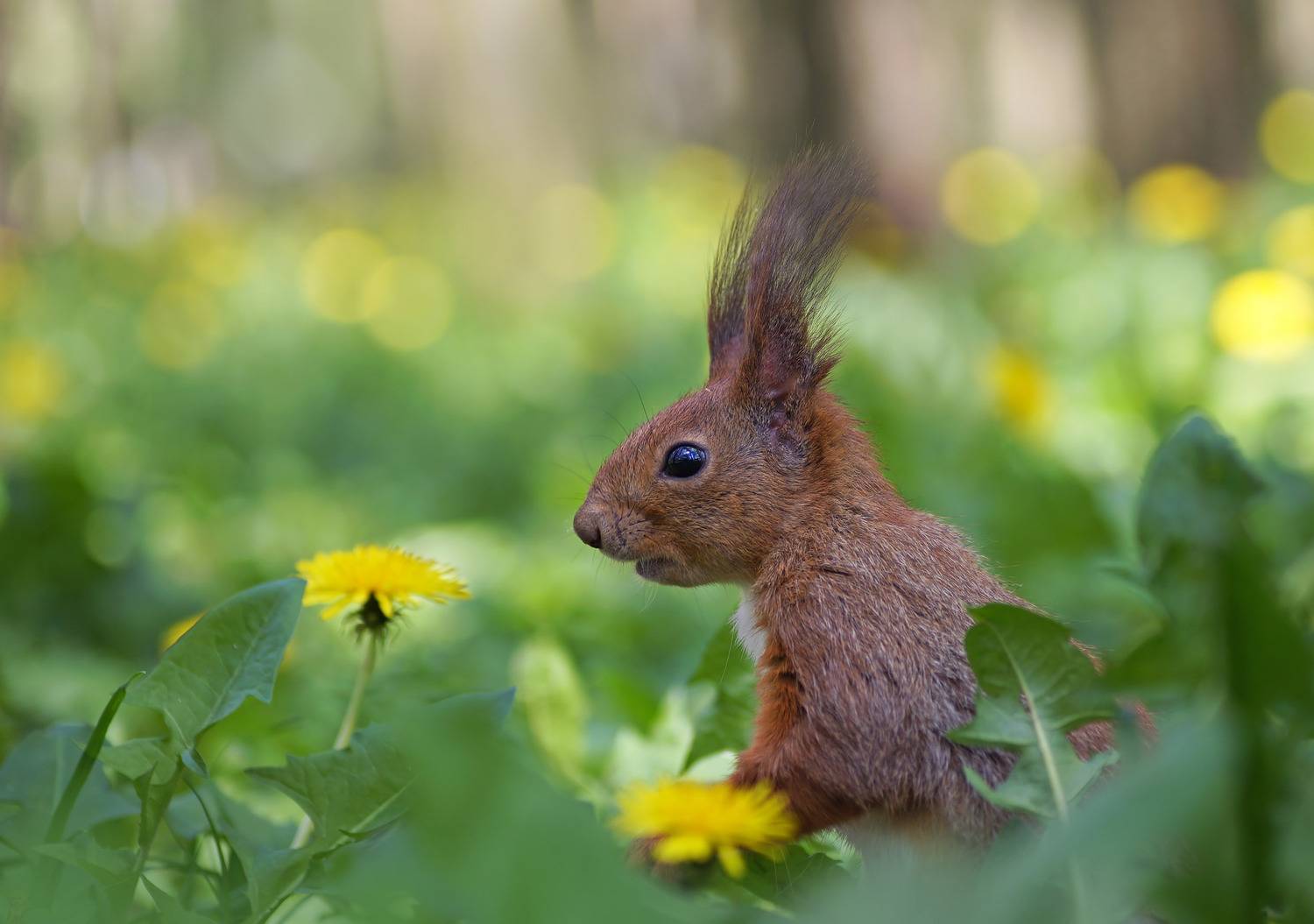 Белка, одуванчики, Чепленко Алексей