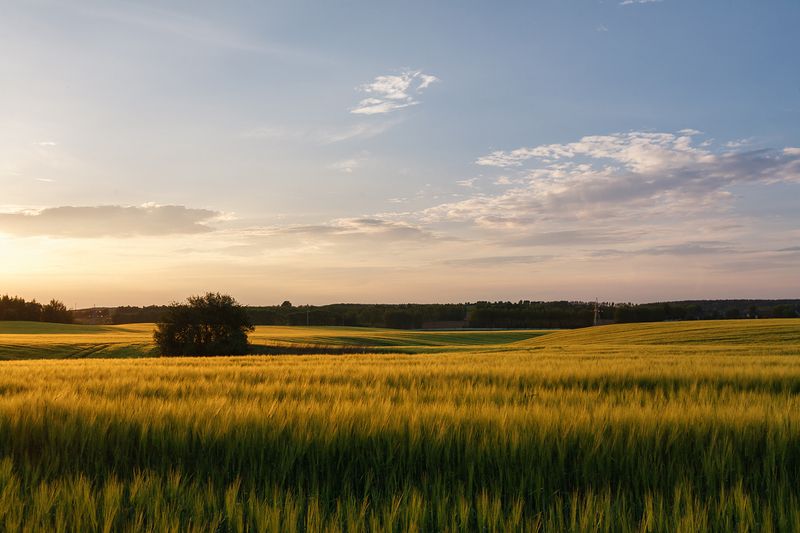 лето июнь  рожь  вечер закат поле Золото полей фото превью