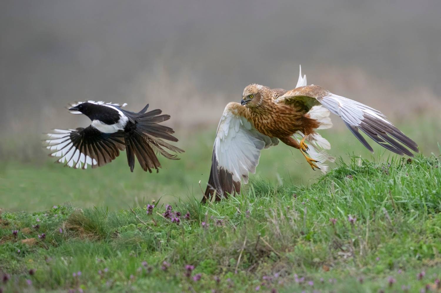 , Мартин Попов