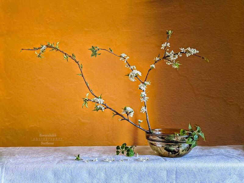 Цветение весны фото превью