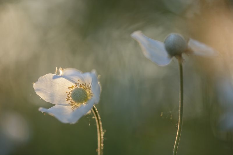 цы\\\\\\\\веты, анемоны, ветреница Летние цветы фото превью