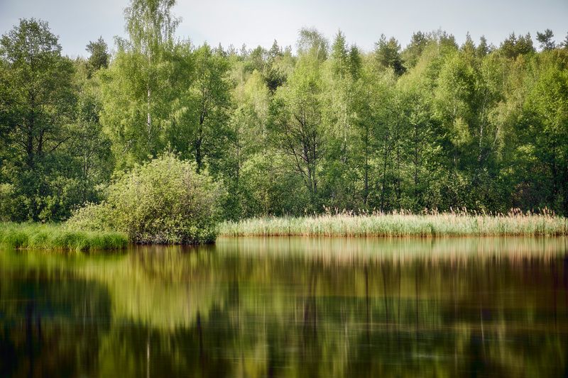 лес, озеро, отражения Нп лесном озере фото превью