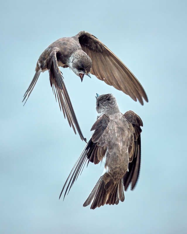 ласточки береговые в полете конфликт Дуэль в небе фото превью