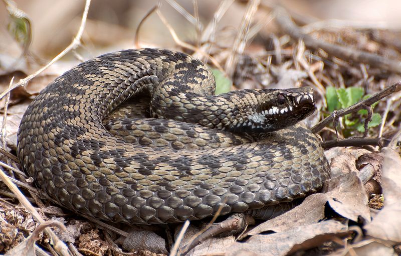 Ядовитая в чешуйках :) фото превью