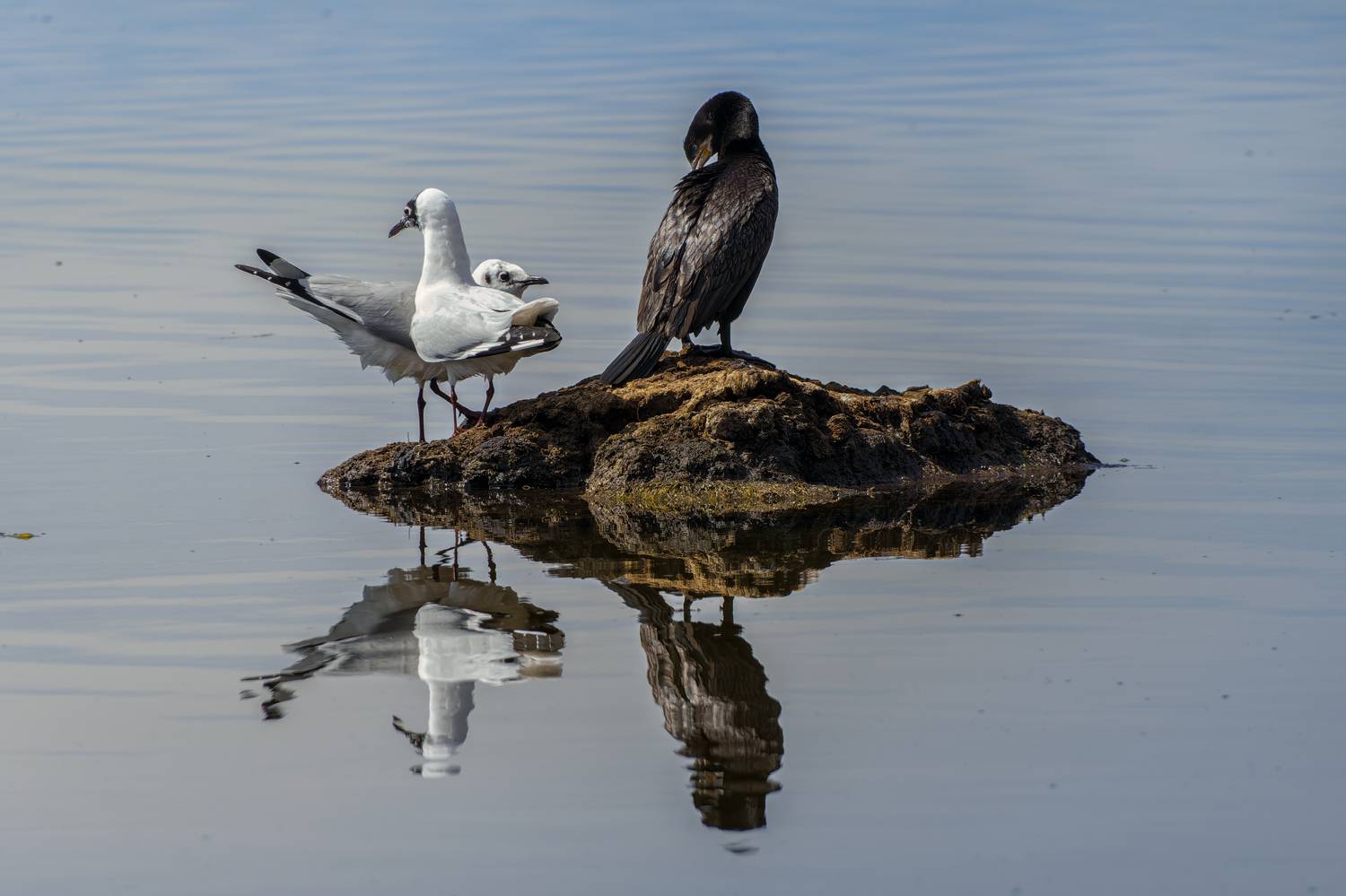 , RODRIGUEZ PROST JULIO