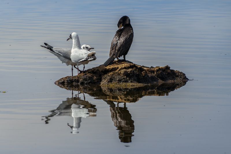 La Isla es Mia фото превью