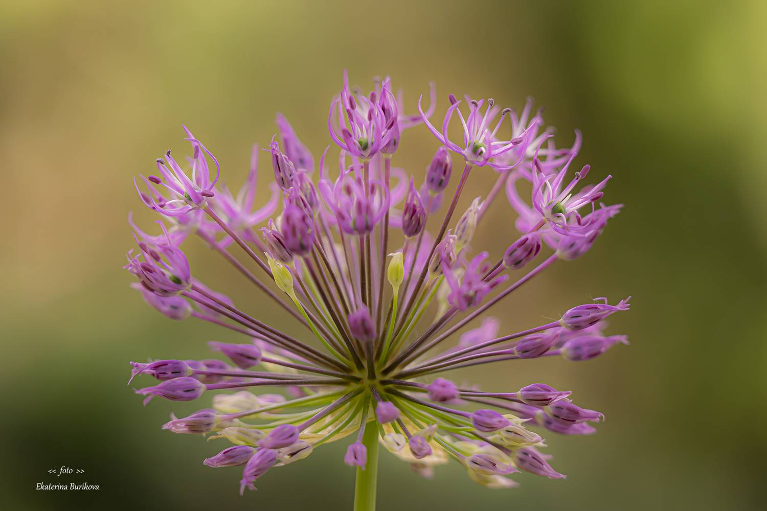 , Бурикова Екатерина