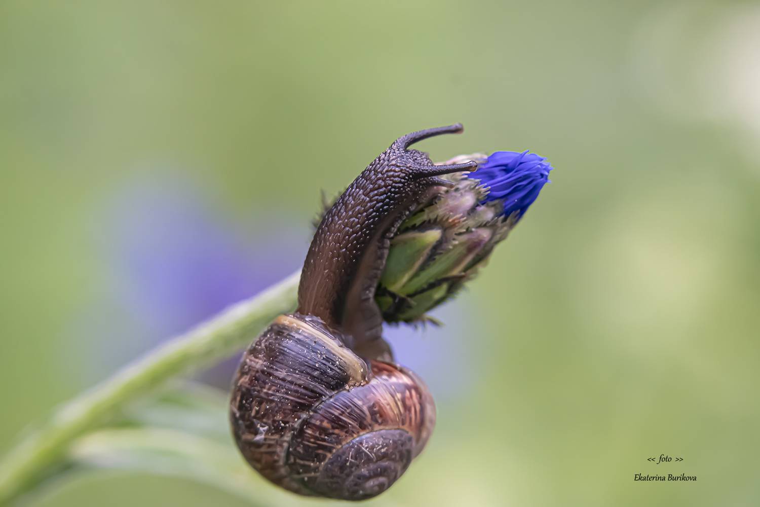 , Бурикова Екатерина