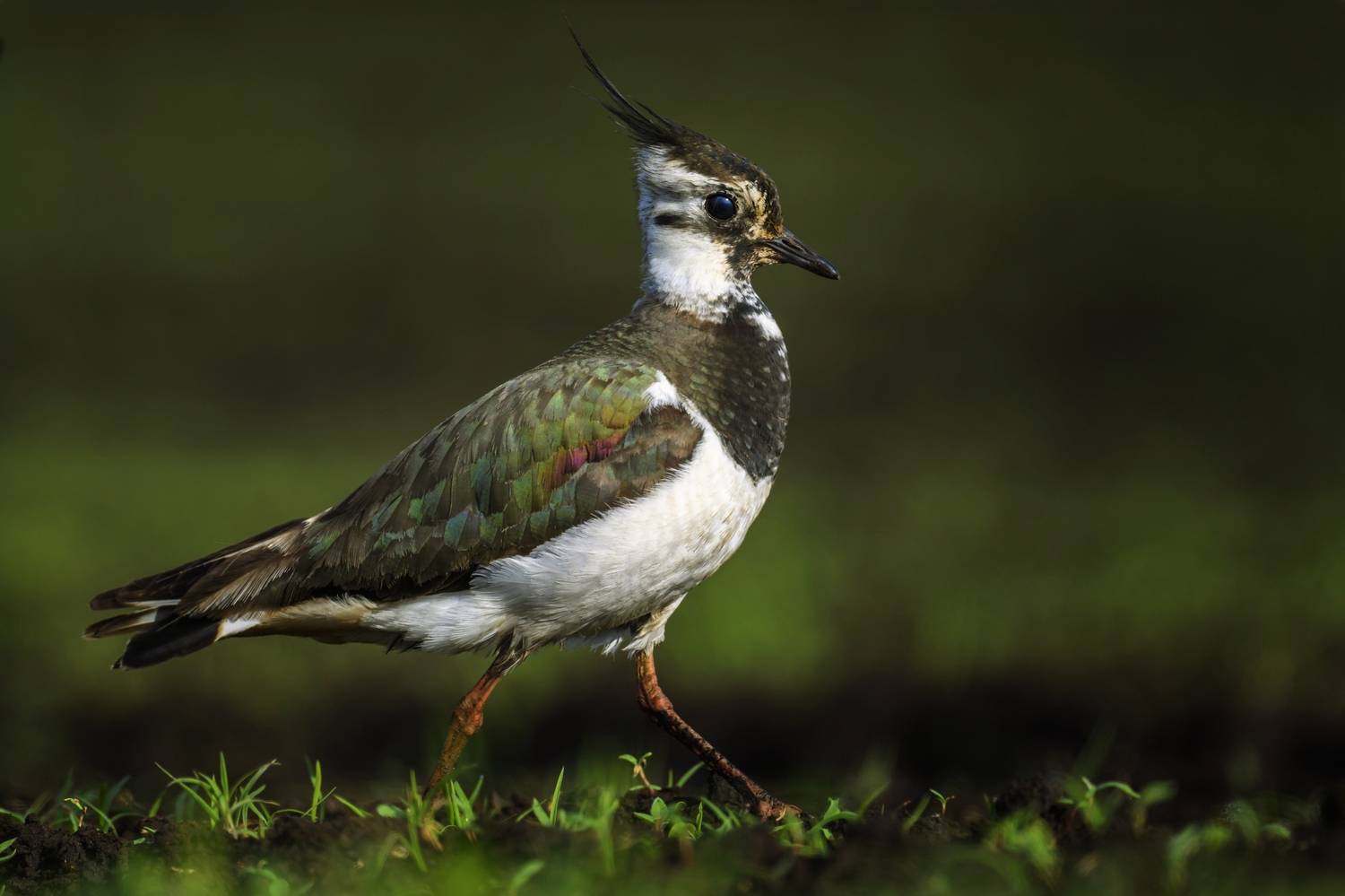 , Пупонин Сергей