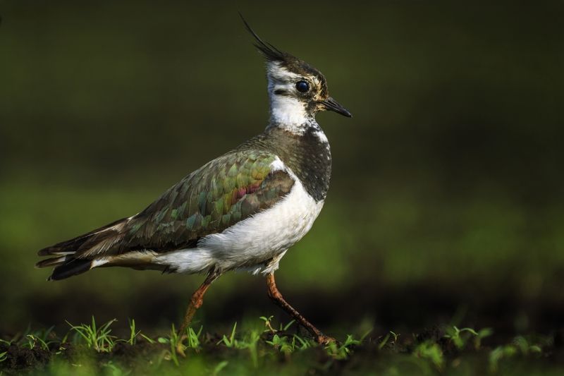 Чибис фото превью