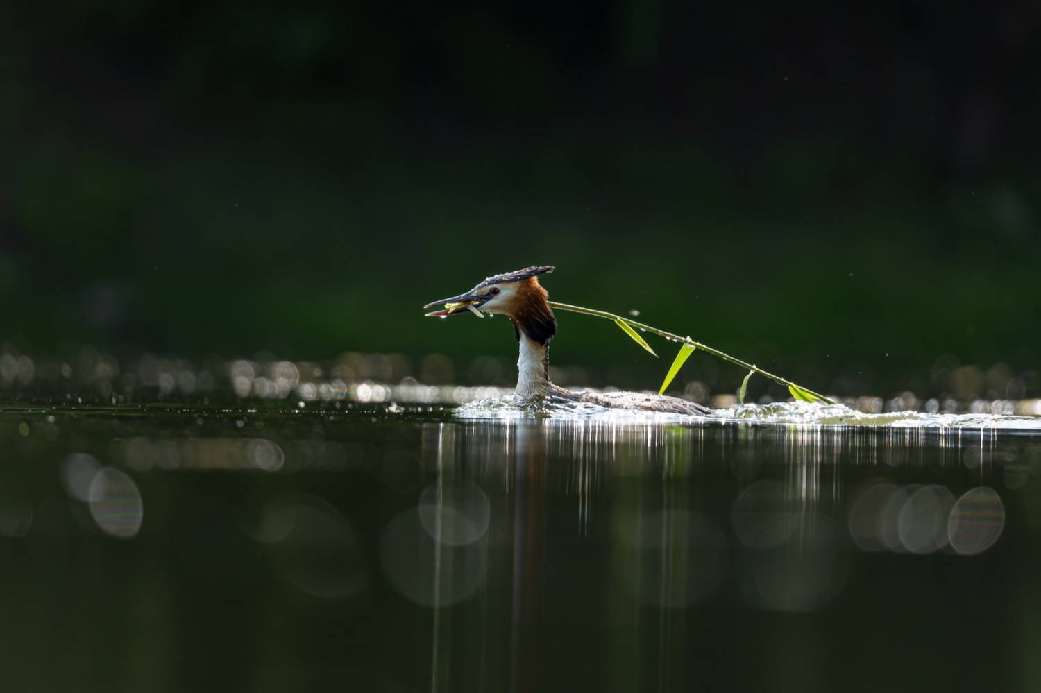 чомга, поганка, большая поганка, птицы, Руслан Pl