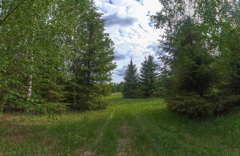 перелесок, ель, берёза, трава, лето. лес Перелесок. фото превью
