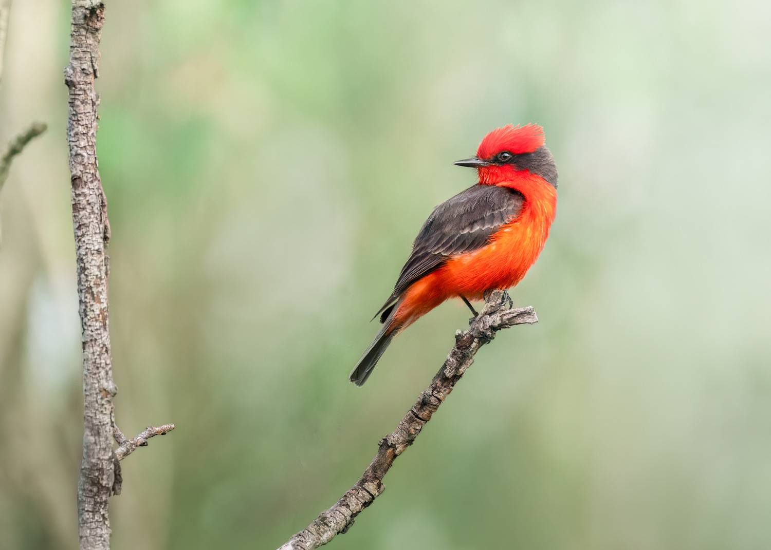 , Maikel Valle Clara