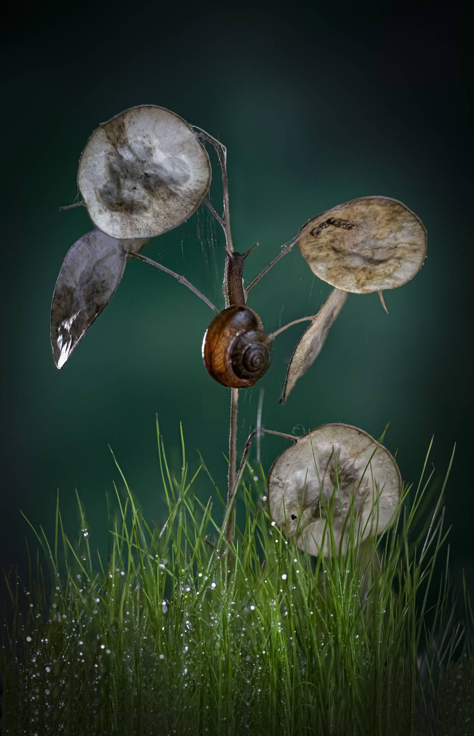 , Черновол Валентин