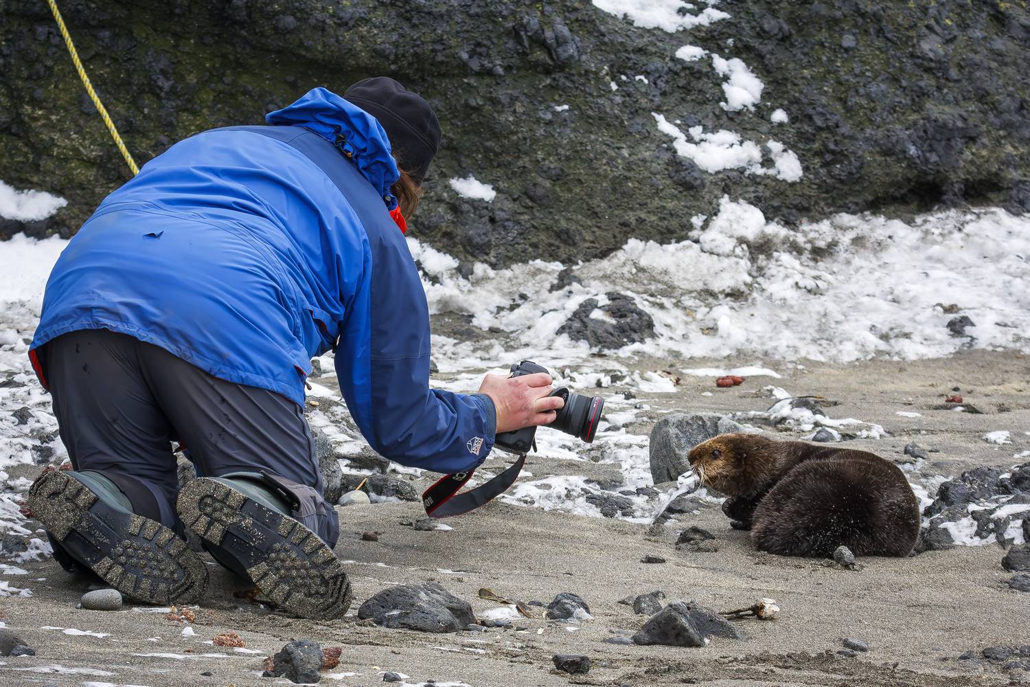 фотограф, калан, морской бобр, командоры, морские млекопитающие, Уткин Дмитрий
