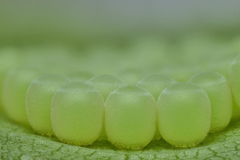 Stink bug grapes :)  фото превью