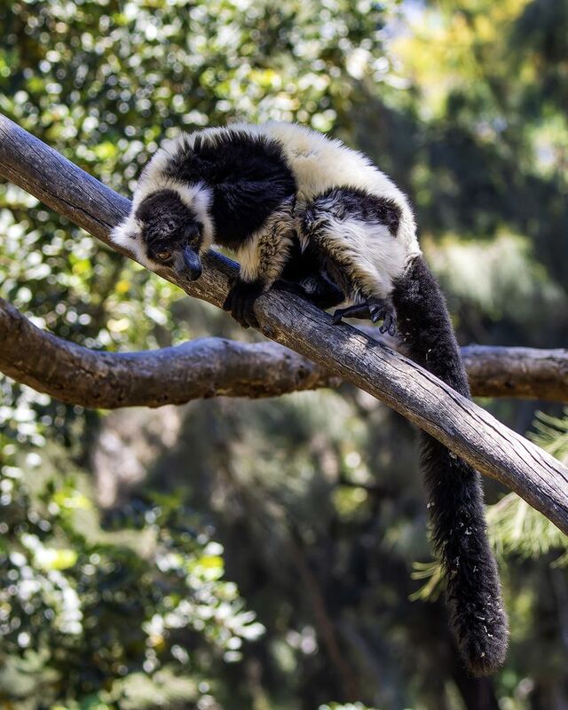 Лемур вари. фото превью